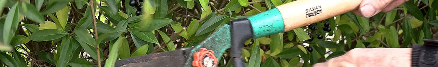 Nytt liv för häcksaxar Häcksaxar